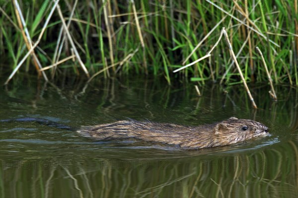 Muskrat