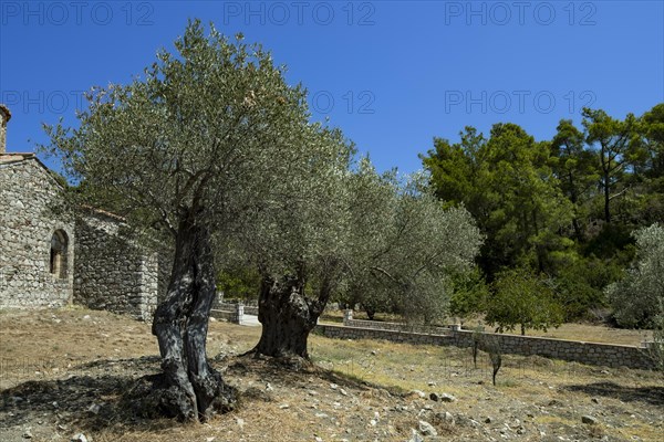 Ancient olive trees