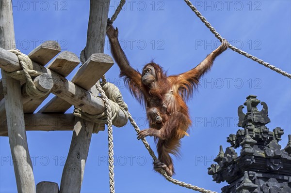 Sumatran orangutan