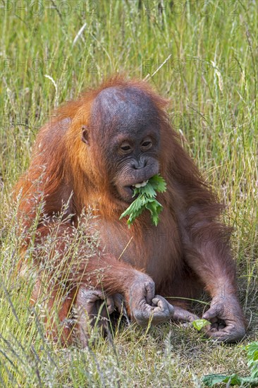 Young Sumatran orangutan