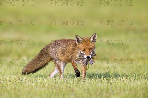 Red fox