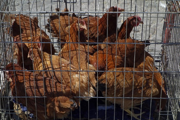 Chickens in birdcage for sale at domestic animal market