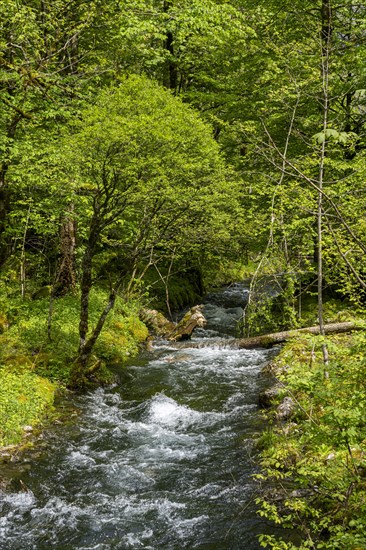 Landscape and nature reserves around the Obersee