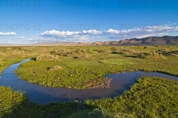 Lush green grassland in front of the large sand dunes Khorgoryn Els in the Gobi Desert