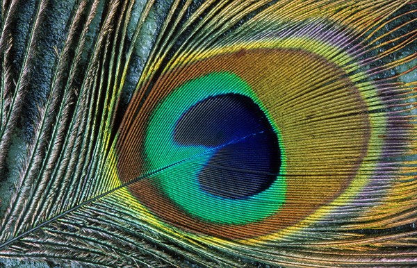 Close-up of the eye of a Peacock feather