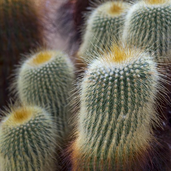 Lemon ball cactus