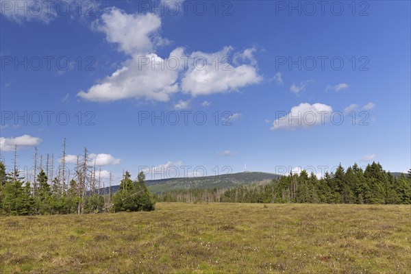 Raised bog at Grosses Torfhausmoor