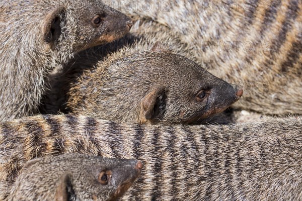 Snuggling banded mongooses