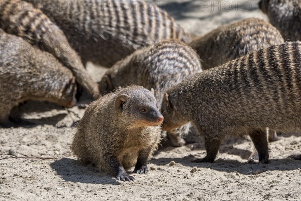 Banded mongooses