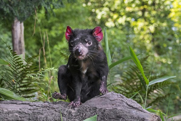 Tasmanian devil