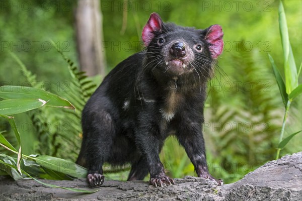 Tasmanian devil