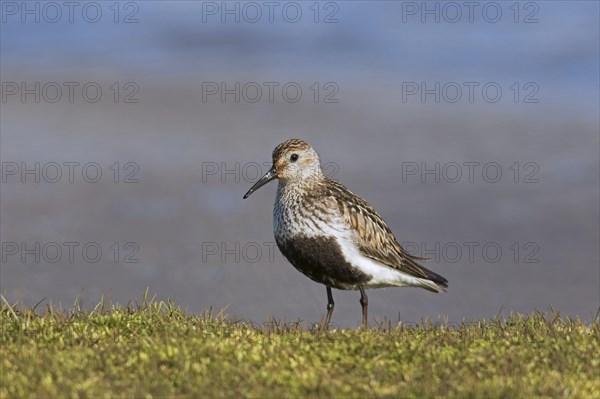 Dunlin