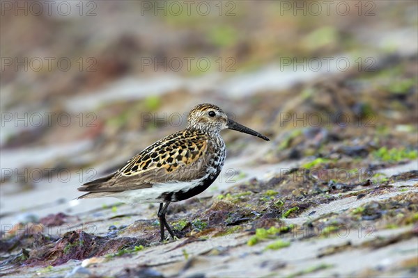 Dunlin