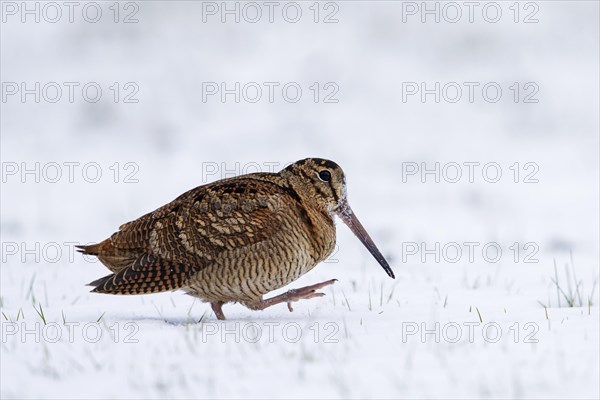 Eurasian woodcock