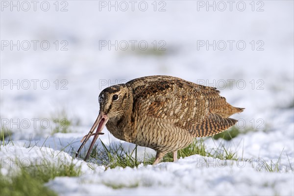 Eurasian woodcock