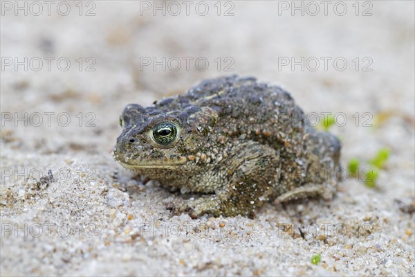 Natterjack toad