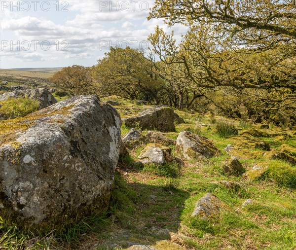 Trees and rocky boulders