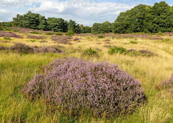 Common heather or ling