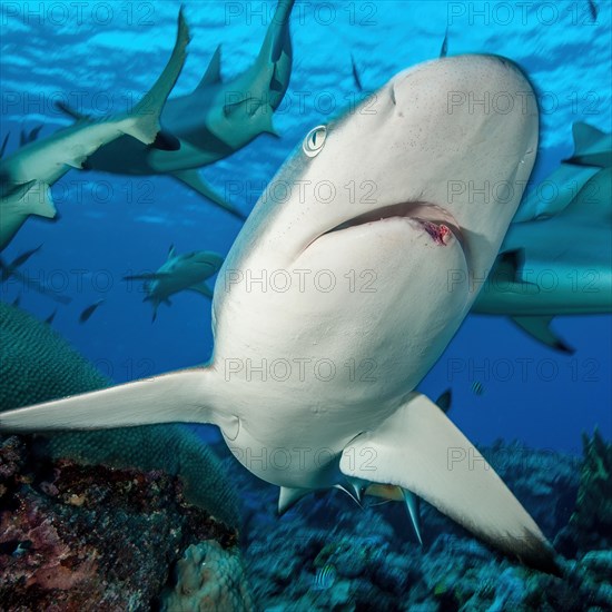 Close-up of head of grey reef shark