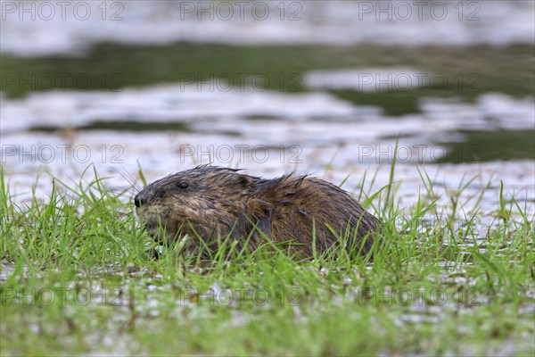 Muskrat