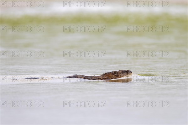 Muskrat