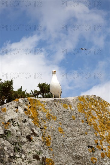 Yellow-legged gull 'Larus Michahellis. Atlantic Islands Galicia Maritime Terrestrial National Park