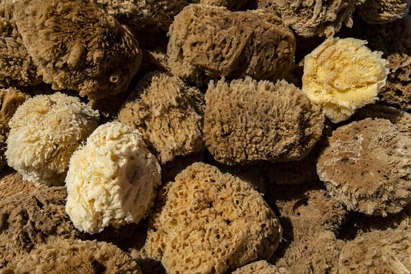 Natural sponges