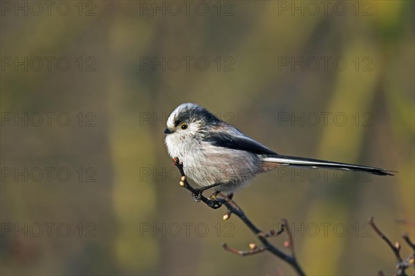 Long-tailed tit