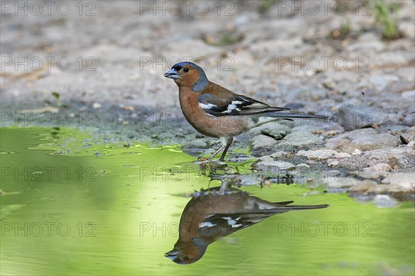 Common chaffinch