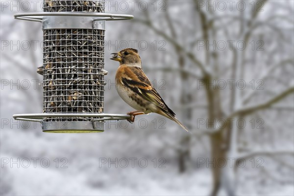 Brambling