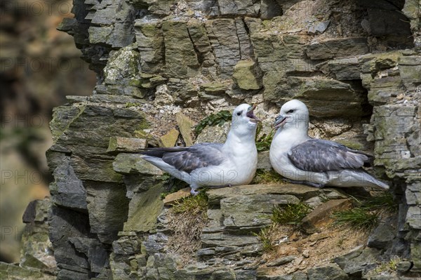 Northern fulmars