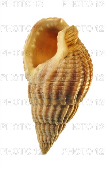 Netted dog whelk