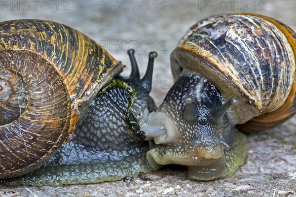 Two mating garden