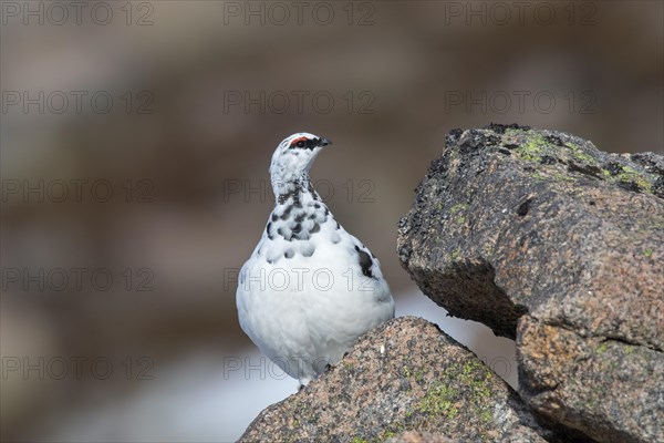 Rock ptarmigan