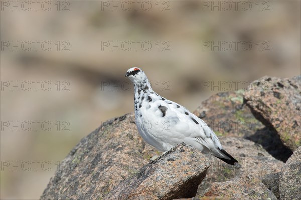 Rock ptarmigan