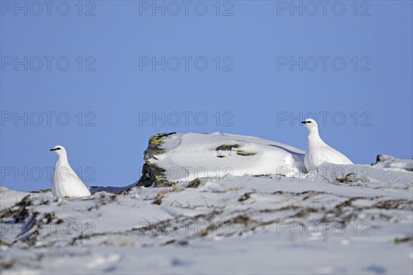 Rock ptarmigan