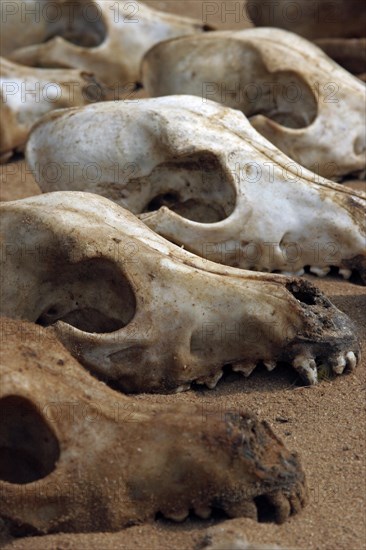 Animal skulls for sale for traditional medicine purposes at fetish market in Lome