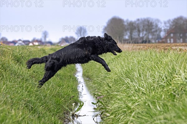 Black flat-coated retriever