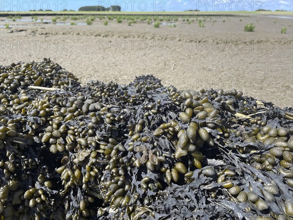 Bladderwrack