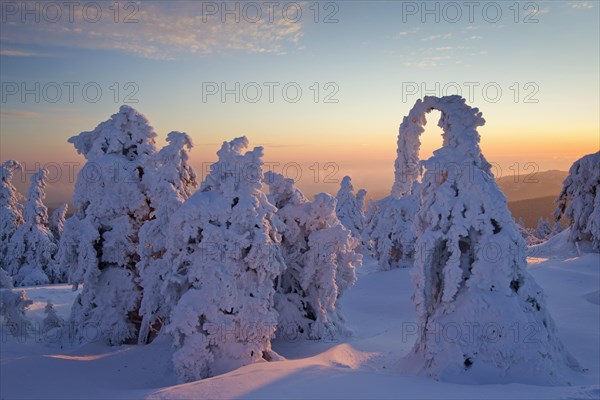 Frozen snow covered spruce trees in winter at Brocken