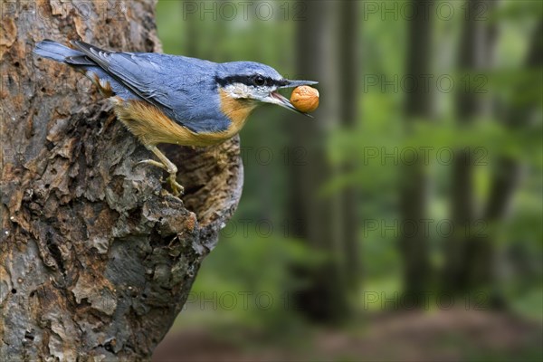 Eurasian nuthatch