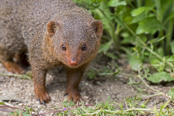 Curious common dwarf mongoose