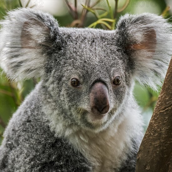 Close up portrait of koala