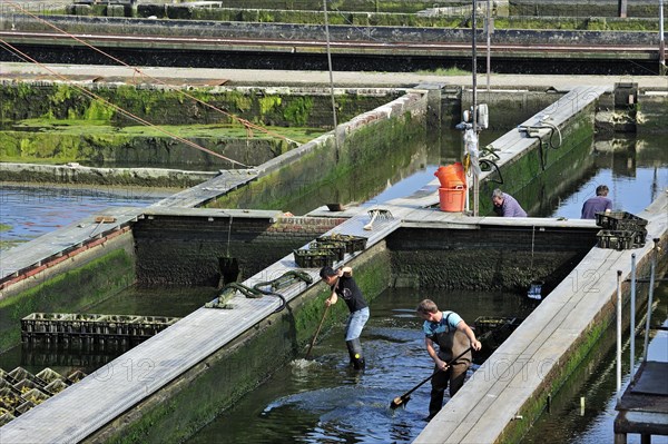 Oyster pits at Yerseke along the Oosterschelde