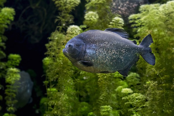 Red-bellied piranha