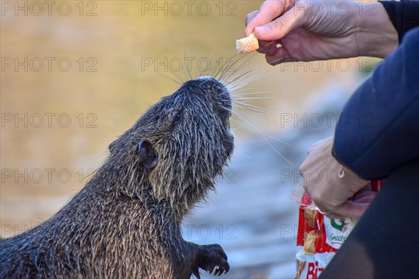 A nutria