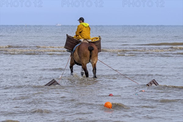 Shrimper on draught horse