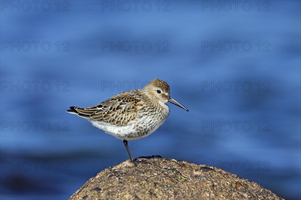 Dunlin