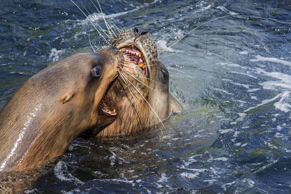 Steller sea lion