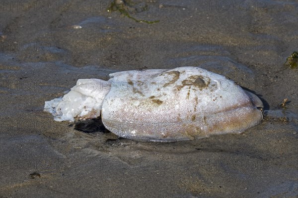 Dead European common cuttlefish